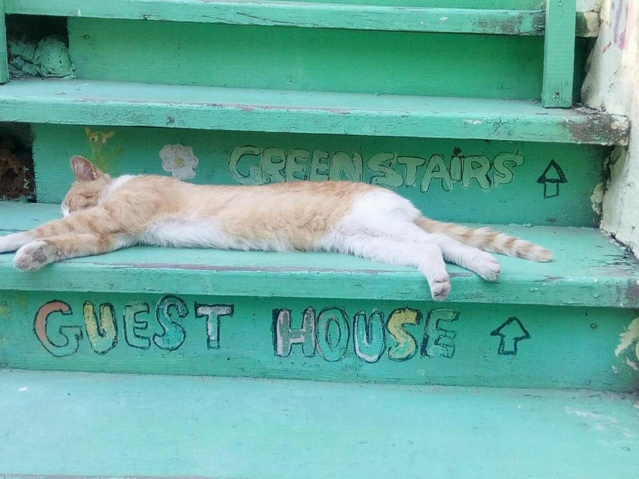 Green Stairs Guest House Tbilissi Extérieur photo